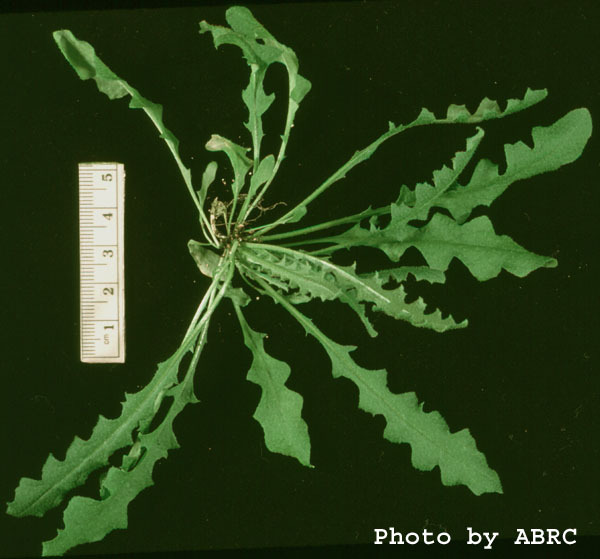 High resolution image of this Arabidopsis plant