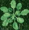 photo of Arabidopsis plant