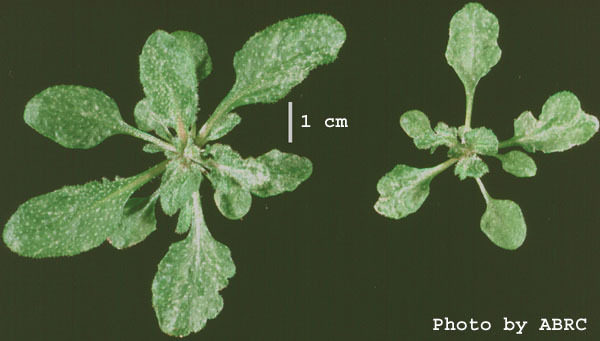 High resolution image of this Arabidopsis plant