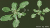 photo of Arabidopsis plant