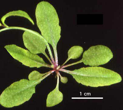 High resolution image of this Arabidopsis plant