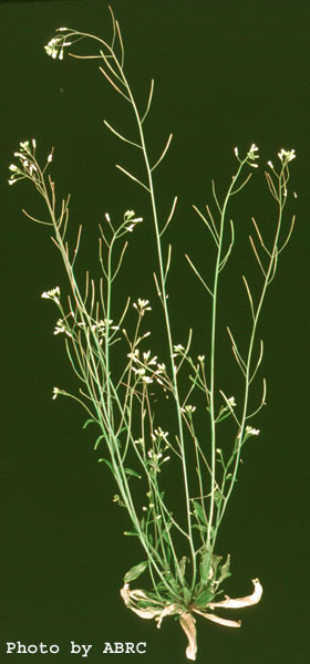 High resolution image of this Arabidopsis plant