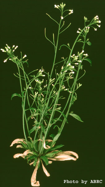 High resolution image of this Arabidopsis plant