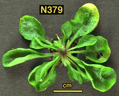 High resolution image of this Arabidopsis plant