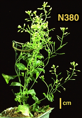 High resolution image of this Arabidopsis plant