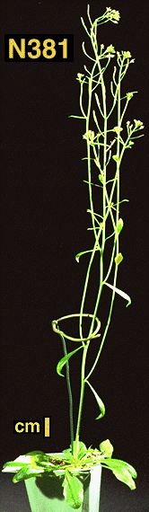 High resolution image of this Arabidopsis plant
