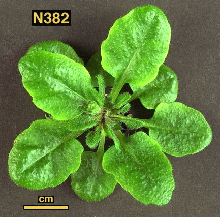 High resolution image of this Arabidopsis plant