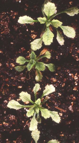 High resolution image of this Arabidopsis plant