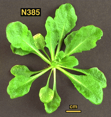 High resolution image of this Arabidopsis plant