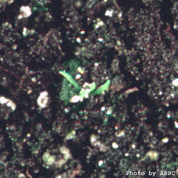 High resolution image of this Arabidopsis plant