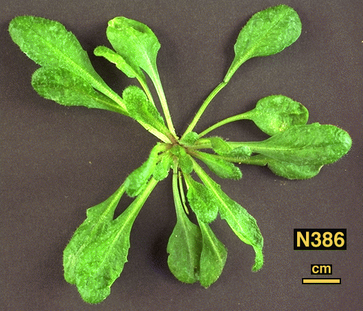 High resolution image of this Arabidopsis plant