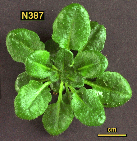 High resolution image of this Arabidopsis plant