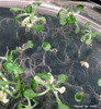 photo of Arabidopsis plant