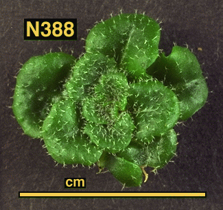 High resolution image of this Arabidopsis plant