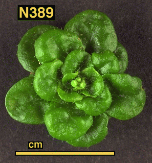 High resolution image of this Arabidopsis plant