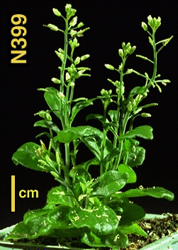 High resolution image of this Arabidopsis plant