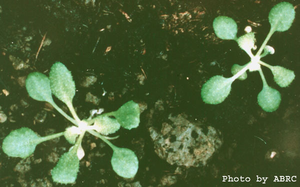 High resolution image of this Arabidopsis plant