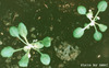 photo of Arabidopsis plant