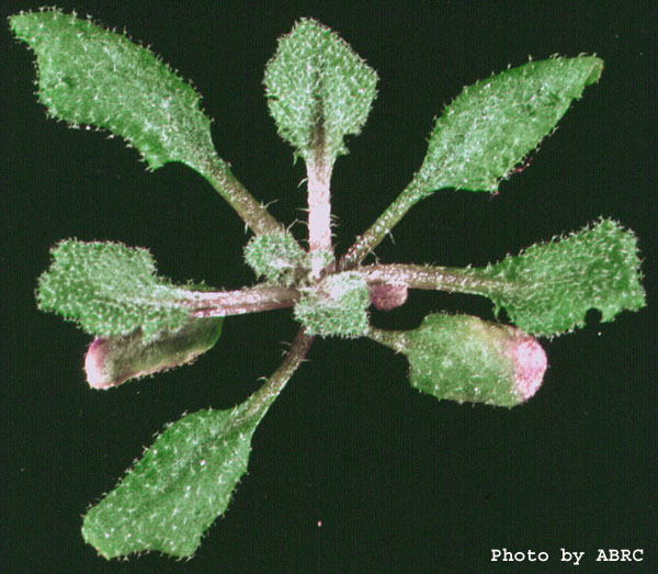 High resolution image of this Arabidopsis plant