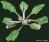photo of Arabidopsis plant