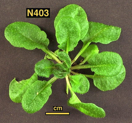 High resolution image of this Arabidopsis plant