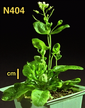 High resolution image of this Arabidopsis plant