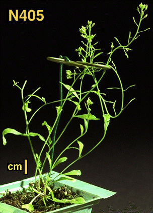 High resolution image of this Arabidopsis plant