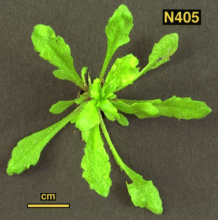High resolution image of this Arabidopsis plant