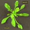 High resoltion image of this Arabidopsis plant