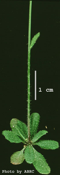 High resolution image of this Arabidopsis plant