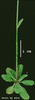 photo of Arabidopsis plant