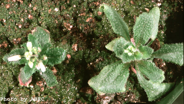 High resolution image of this Arabidopsis plant