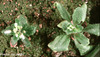 photo of Arabidopsis plant