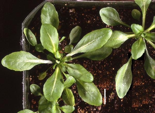 High resolution image of this Arabidopsis plant