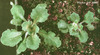 photo of Arabidopsis plant