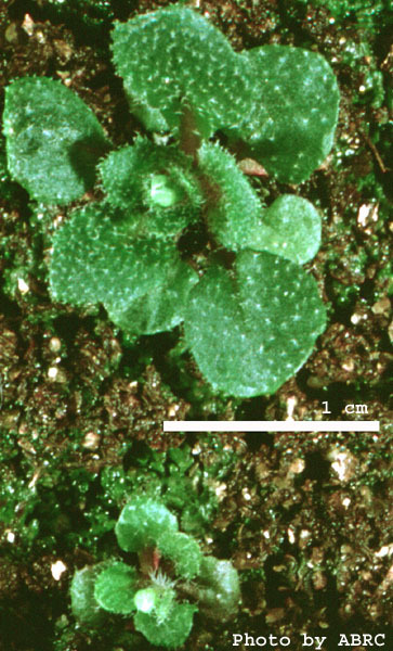 High resolution image of this Arabidopsis plant