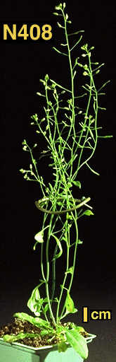 High resolution image of this Arabidopsis plant