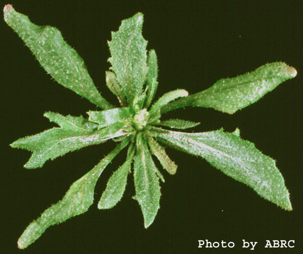 High resolution image of this Arabidopsis plant