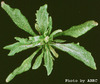 photo of Arabidopsis plant