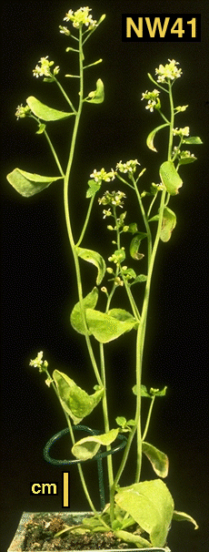 High resolution image of this Arabidopsis plant