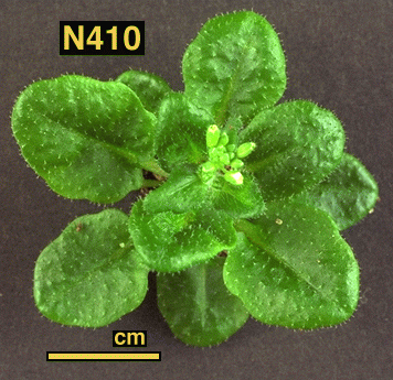 High resolution image of this Arabidopsis plant