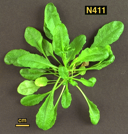 High resolution image of this Arabidopsis plant
