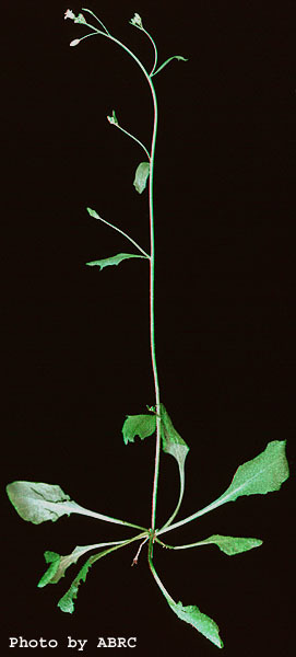 High resolution image of this Arabidopsis plant