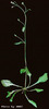photo of Arabidopsis plant