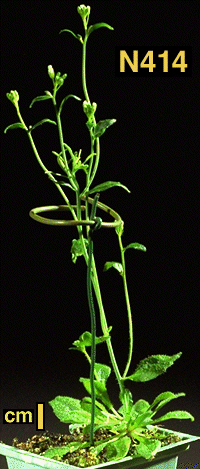 High resolution image of this Arabidopsis plant