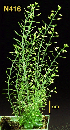 High resolution image of this Arabidopsis plant