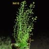 photo of Arabidopsis plant