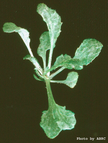 High resolution image of this Arabidopsis plant