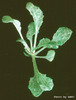 photo of Arabidopsis plant