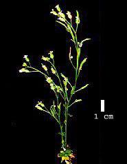 High resolution image of this Arabidopsis plant